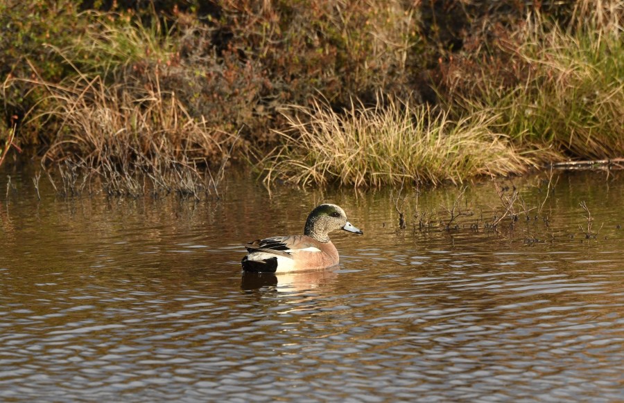 AK Nome american widgeon