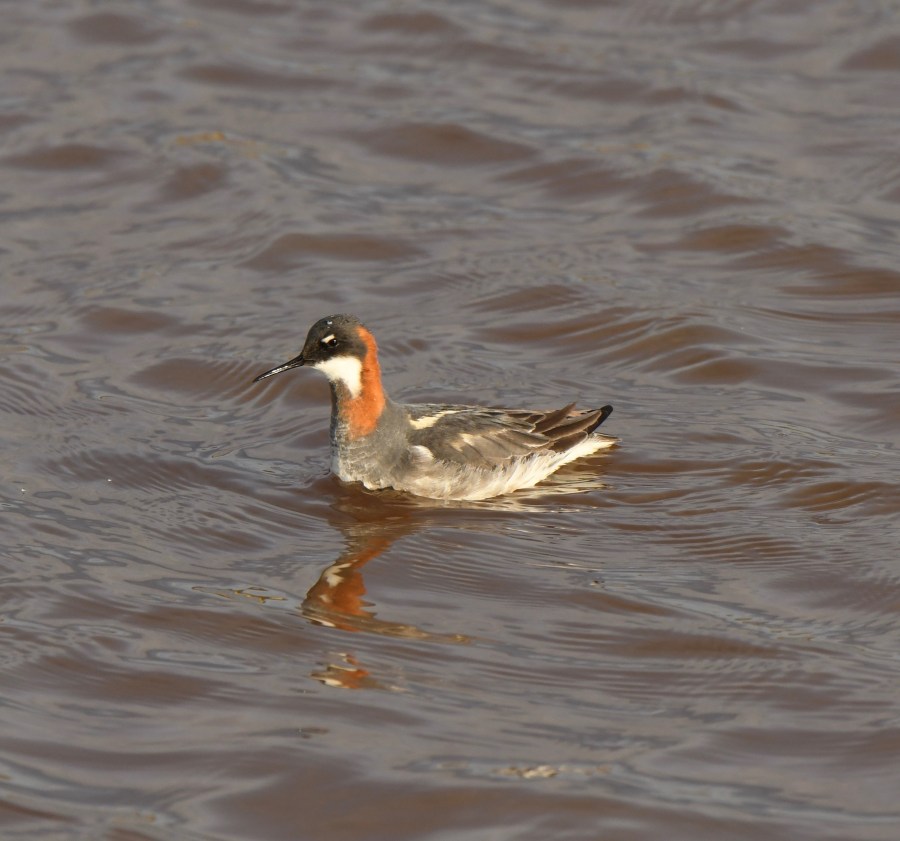 AK Nome red necked phalarope