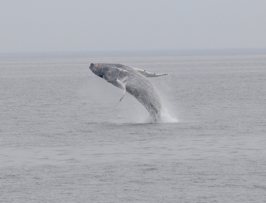 MA humpback