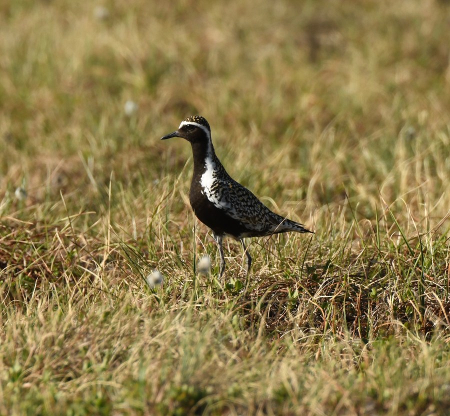 AK Nome american golden plover