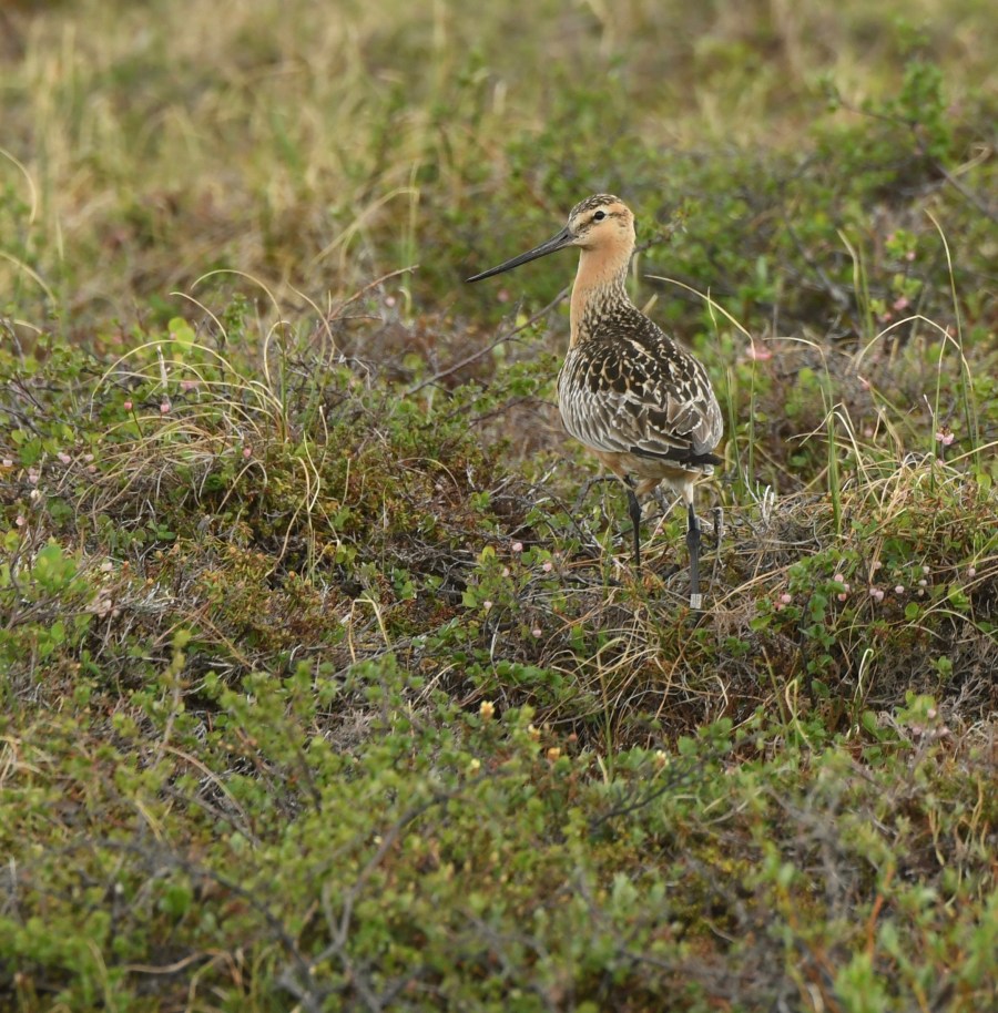 AK Nome bar tailed godwit – Version 2