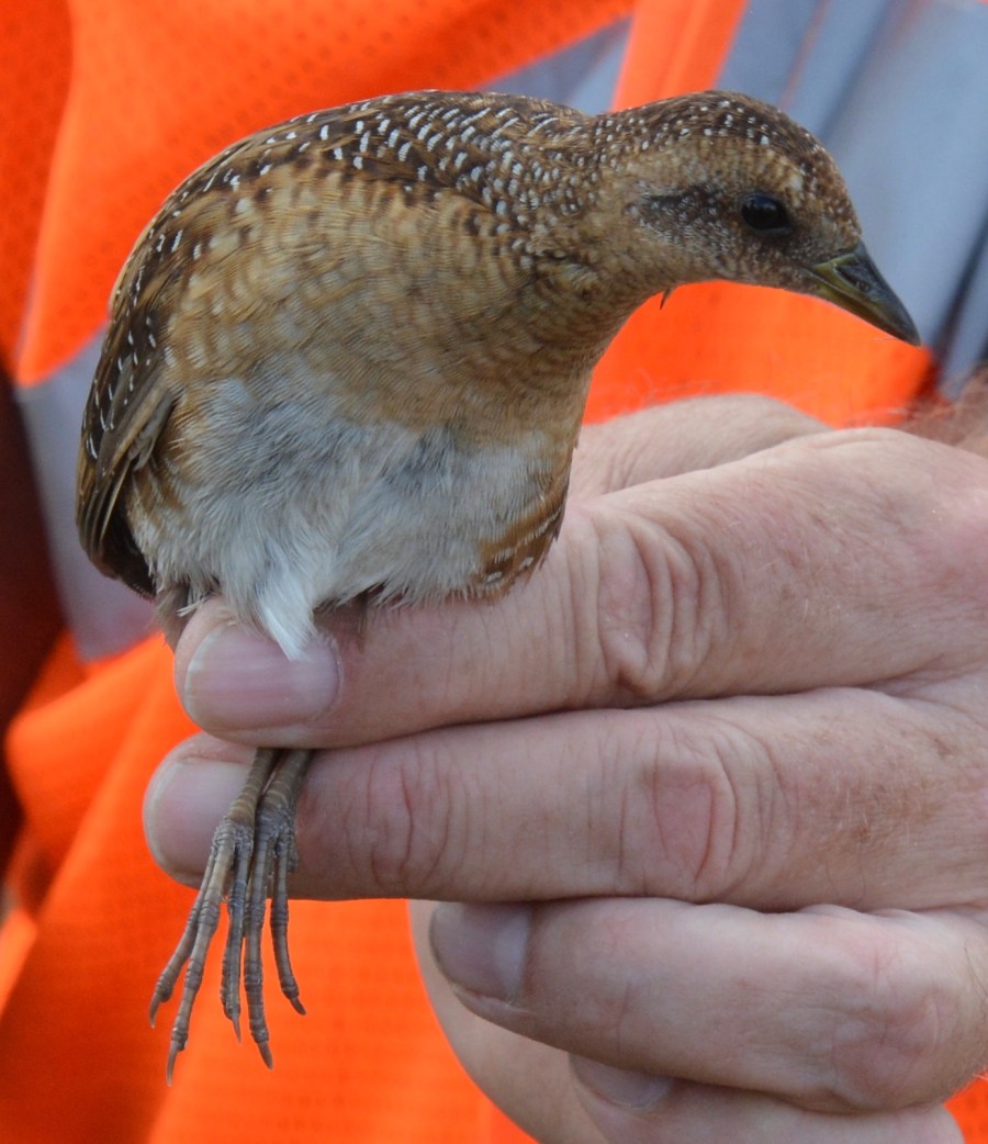 Louisiana yellow rail