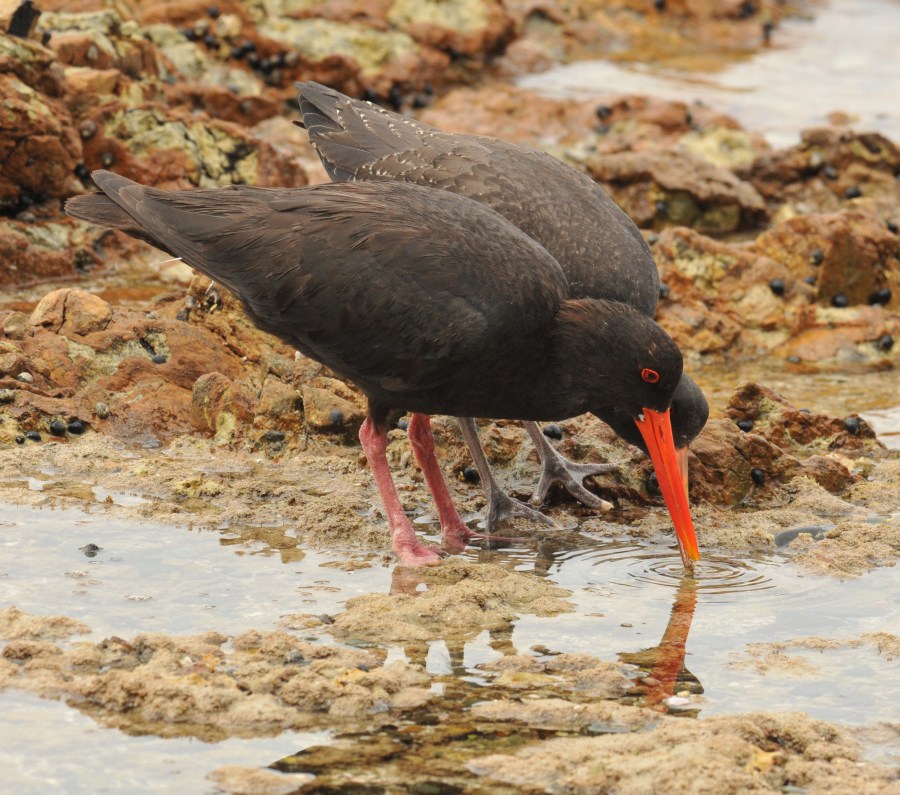 oystercatcher-tiri-jan15