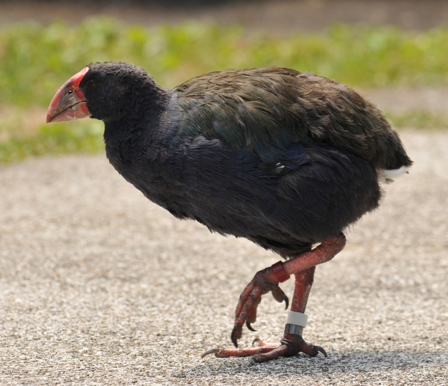 takahe-tiri-jan15-version-2