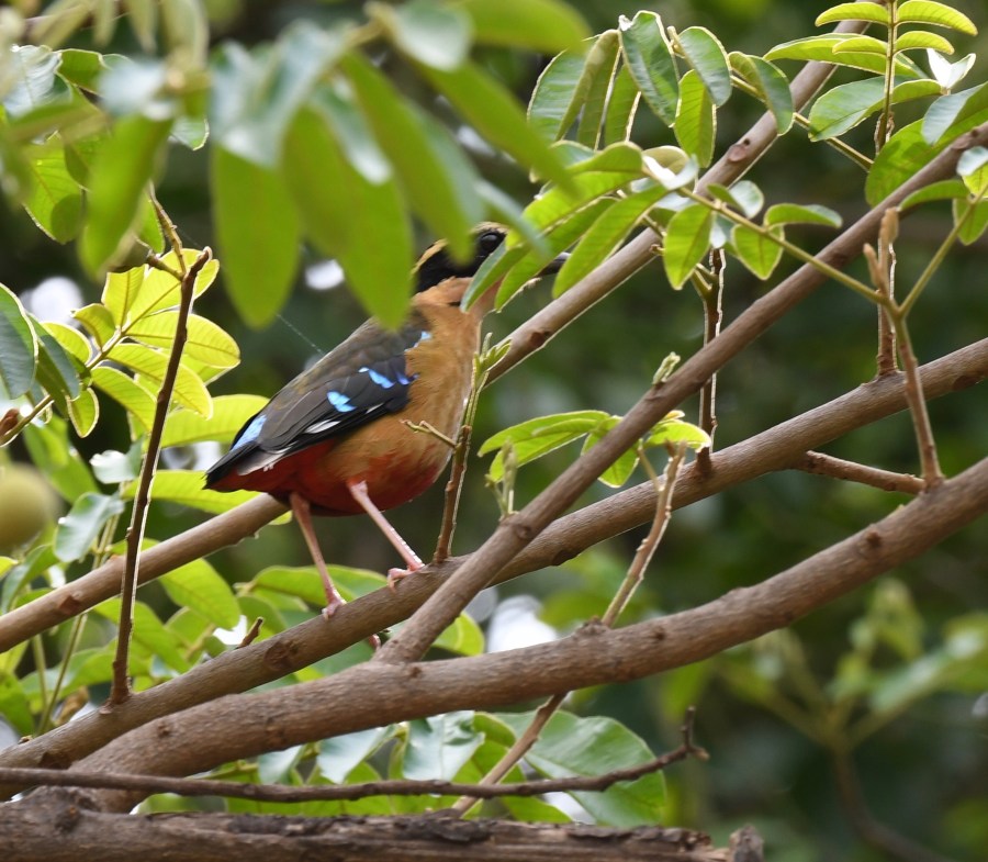 zambia  pitta african angola