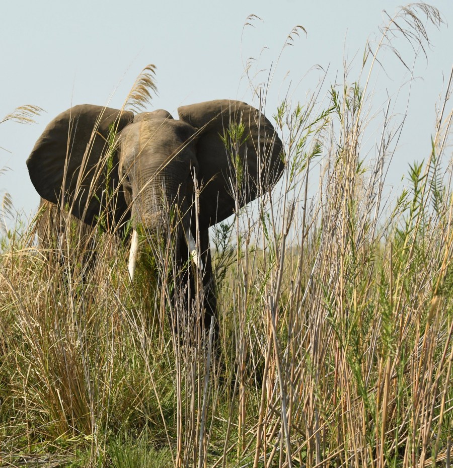 Zambia elephant 2017 – Version 2