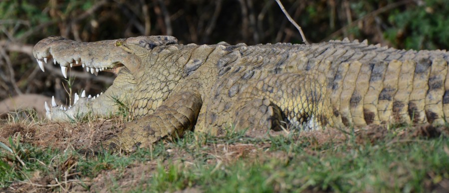 crocodile, Zambia