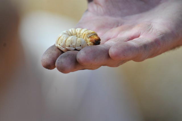 aboriginal witchitey grub