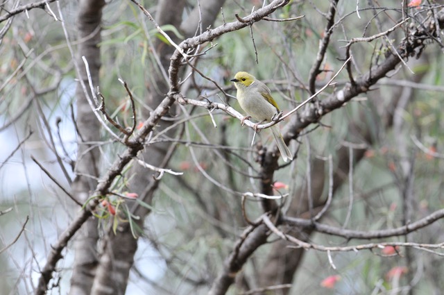 honeyeater