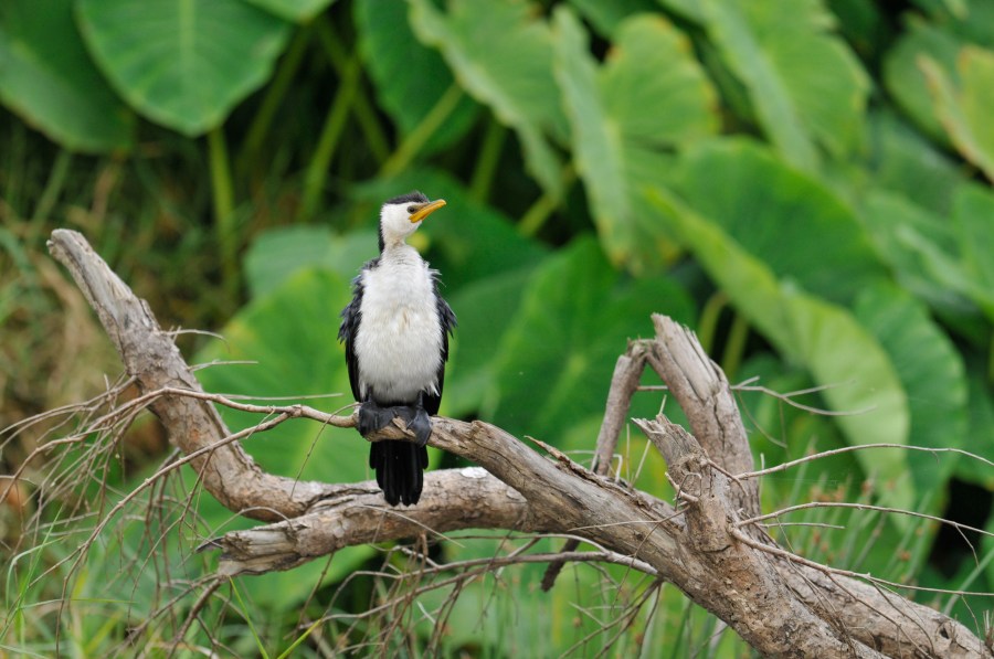cormorant little-pied