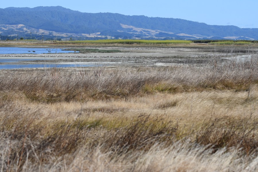 NZ miranda vista.jpg