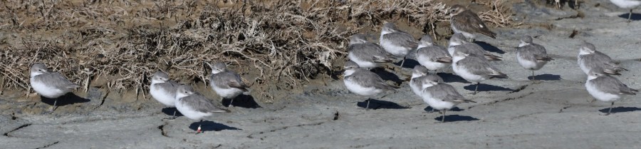 NZ miranda wrybill.jpg