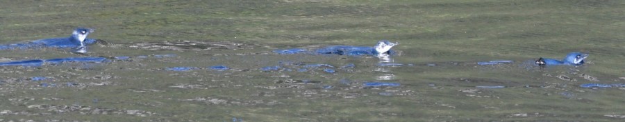 NZ DS blue penguins.jpg