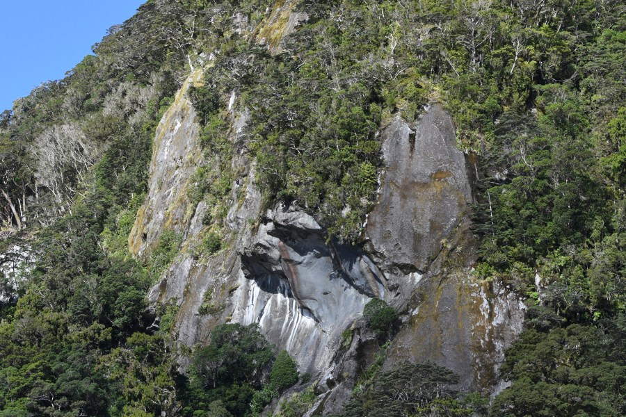 NZ DS rock & trees.JPG