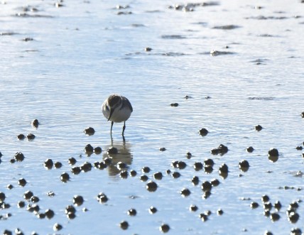 NZ miranda showing bill.jpg