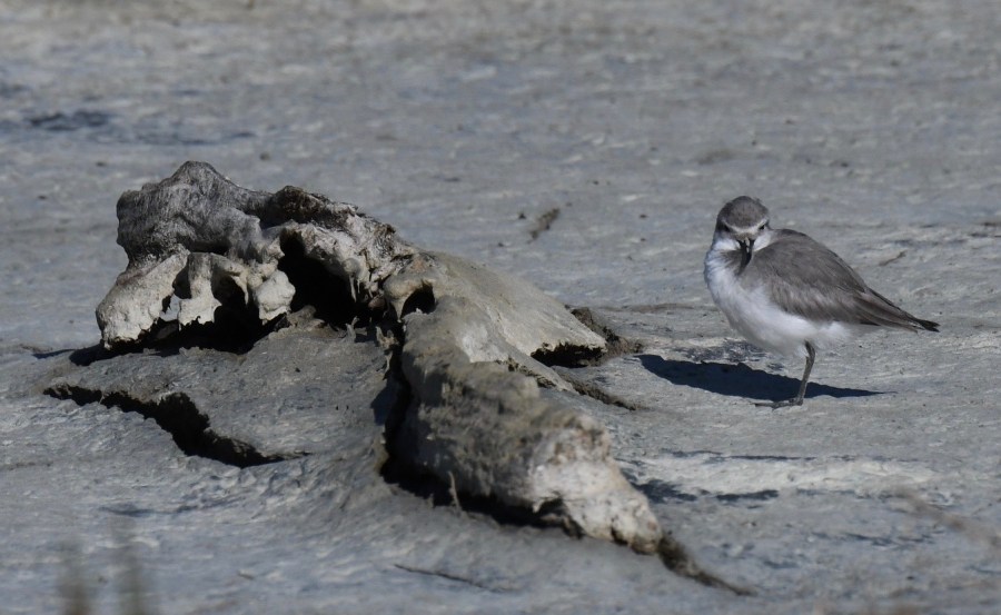 NZ miranda wrybill close.jpg