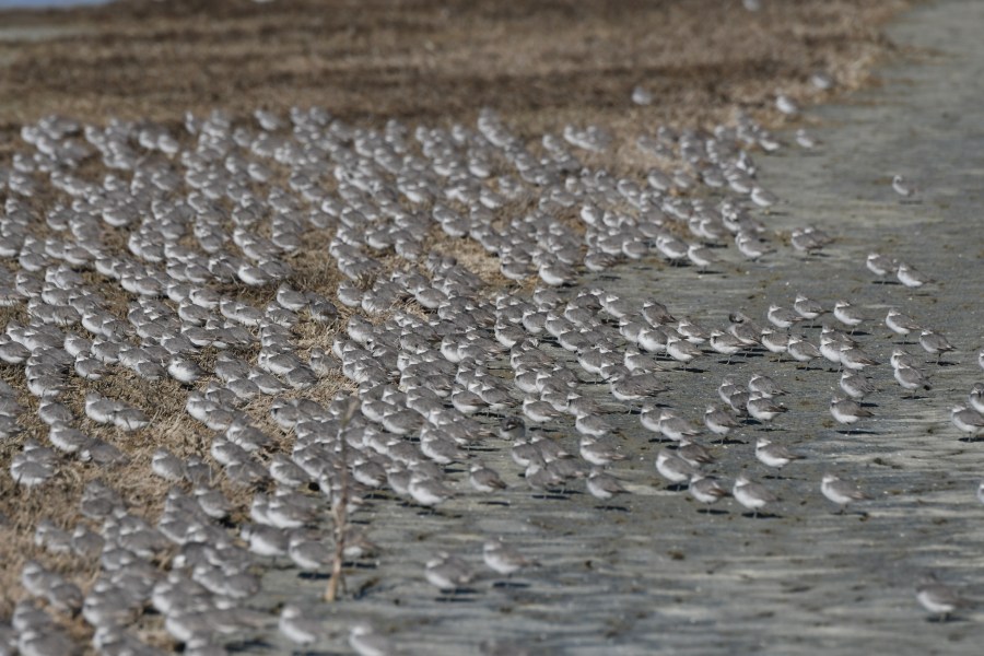 NZ miranda wrybill2.jpg