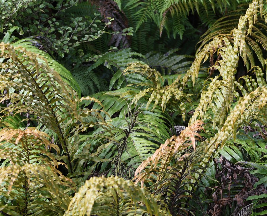 z NZ FJG ferns.jpg