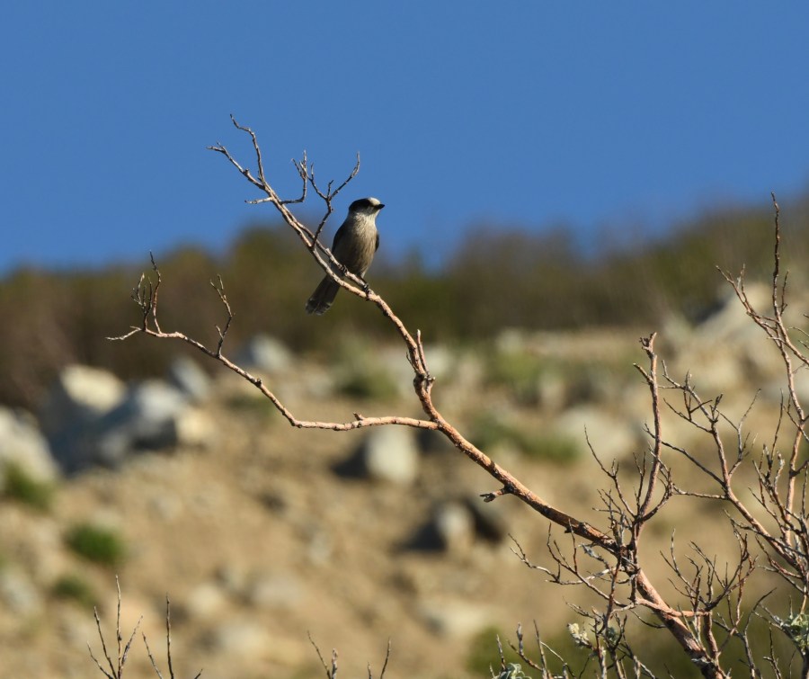 AK Nome gray jay at quarry
