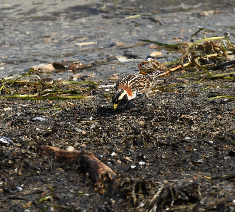 AK Nome lapland longspur – Version 2