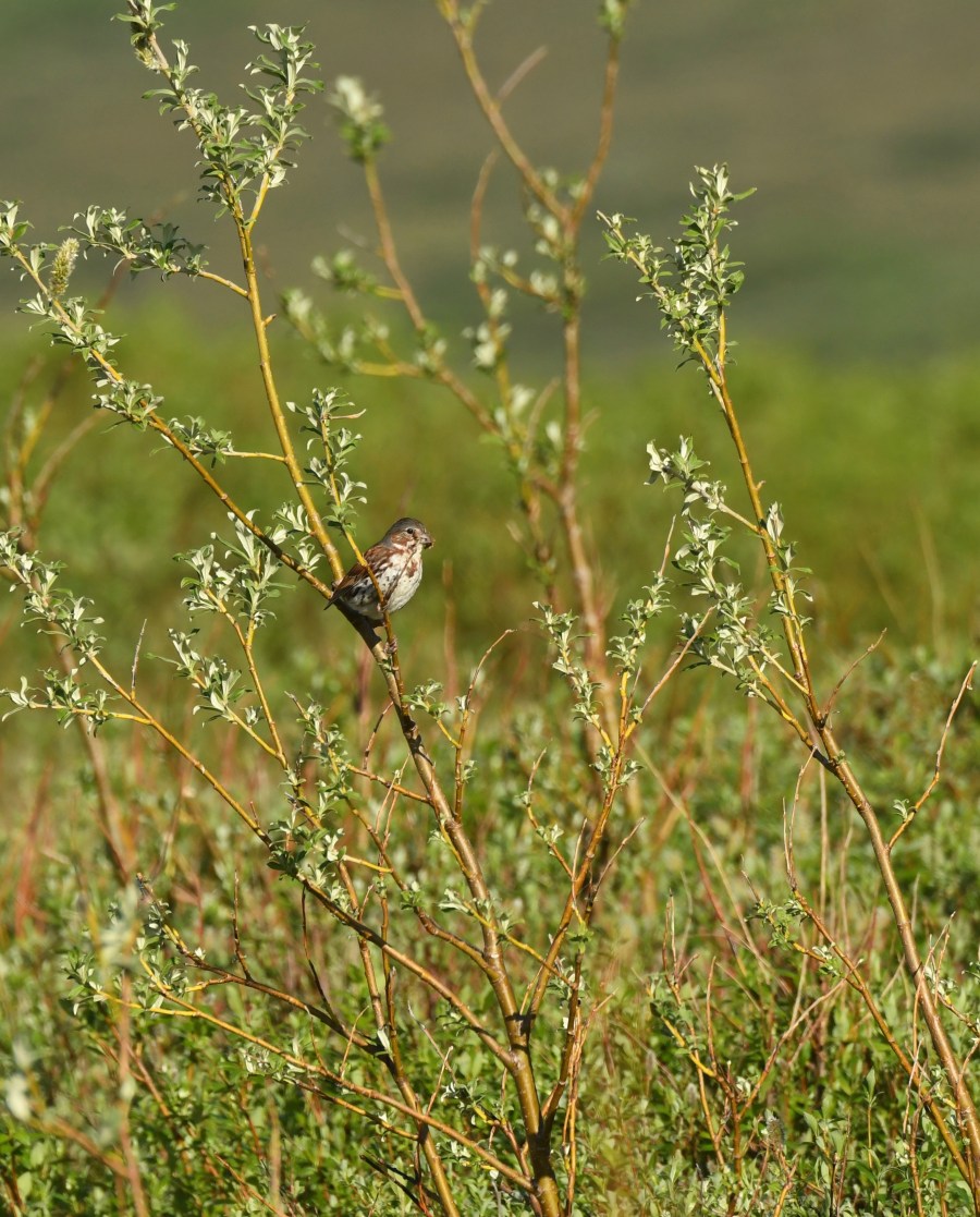 AK Nome fox sparrow – Version 2