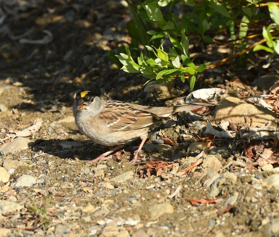 AK Nome golden crowned sparrow – Version 2