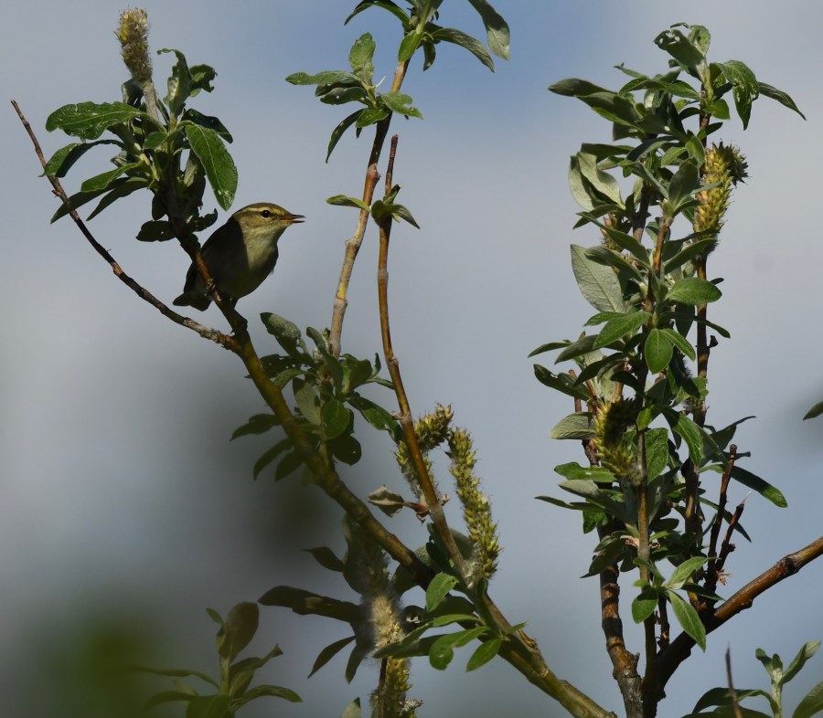 AK Nome arctic warbler