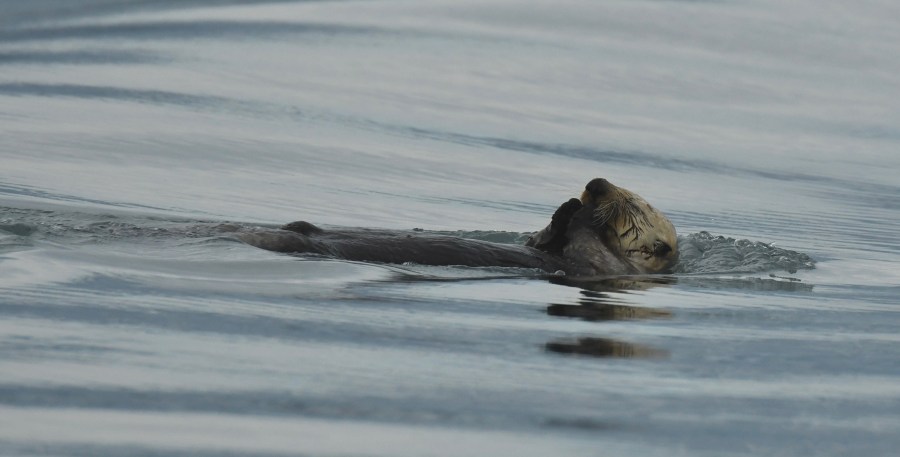 AK KE sea otter