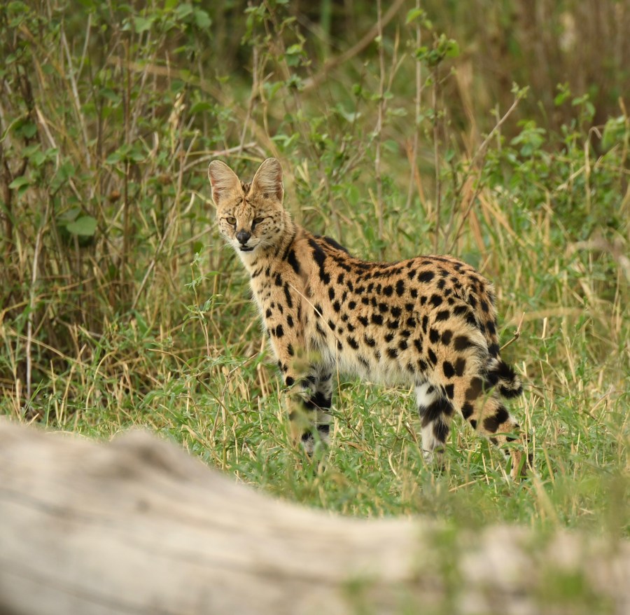 TZ 2017 serval – Version 2