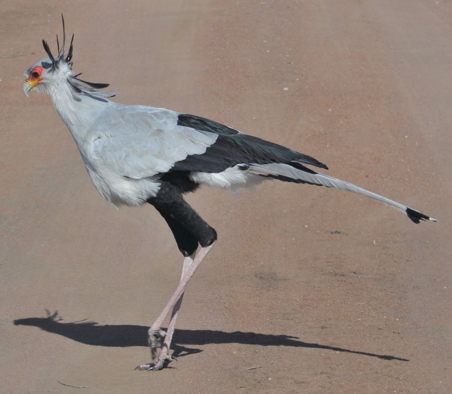 secretary bird – Version 2