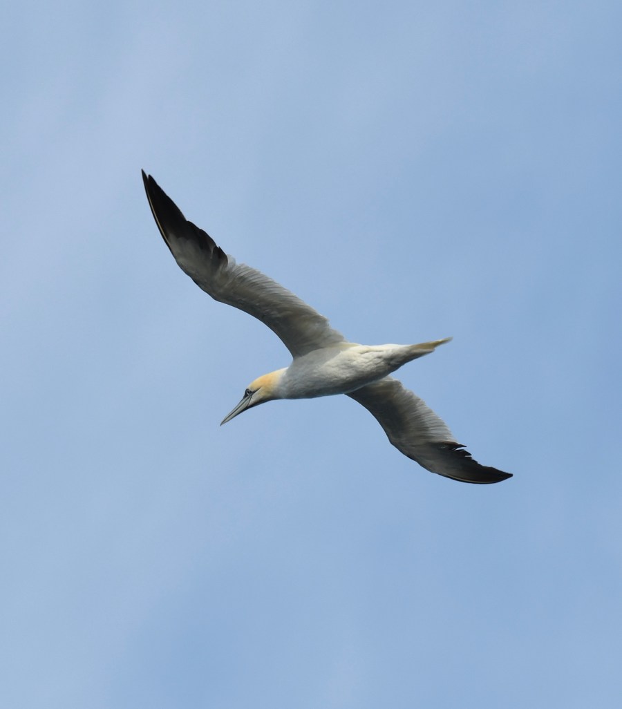 gannet