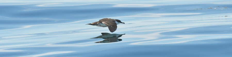 great shearwater