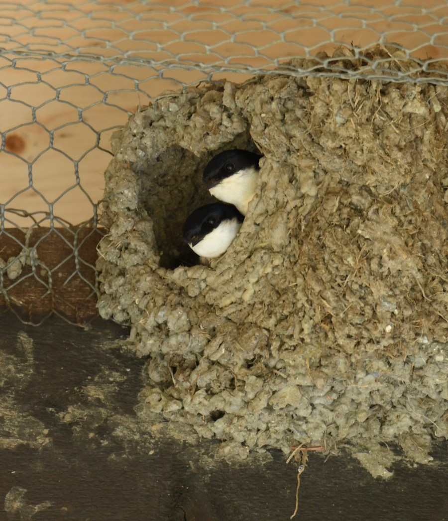 Norway 2018 house martin