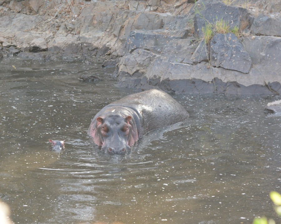 2018 serengeti hippo baby