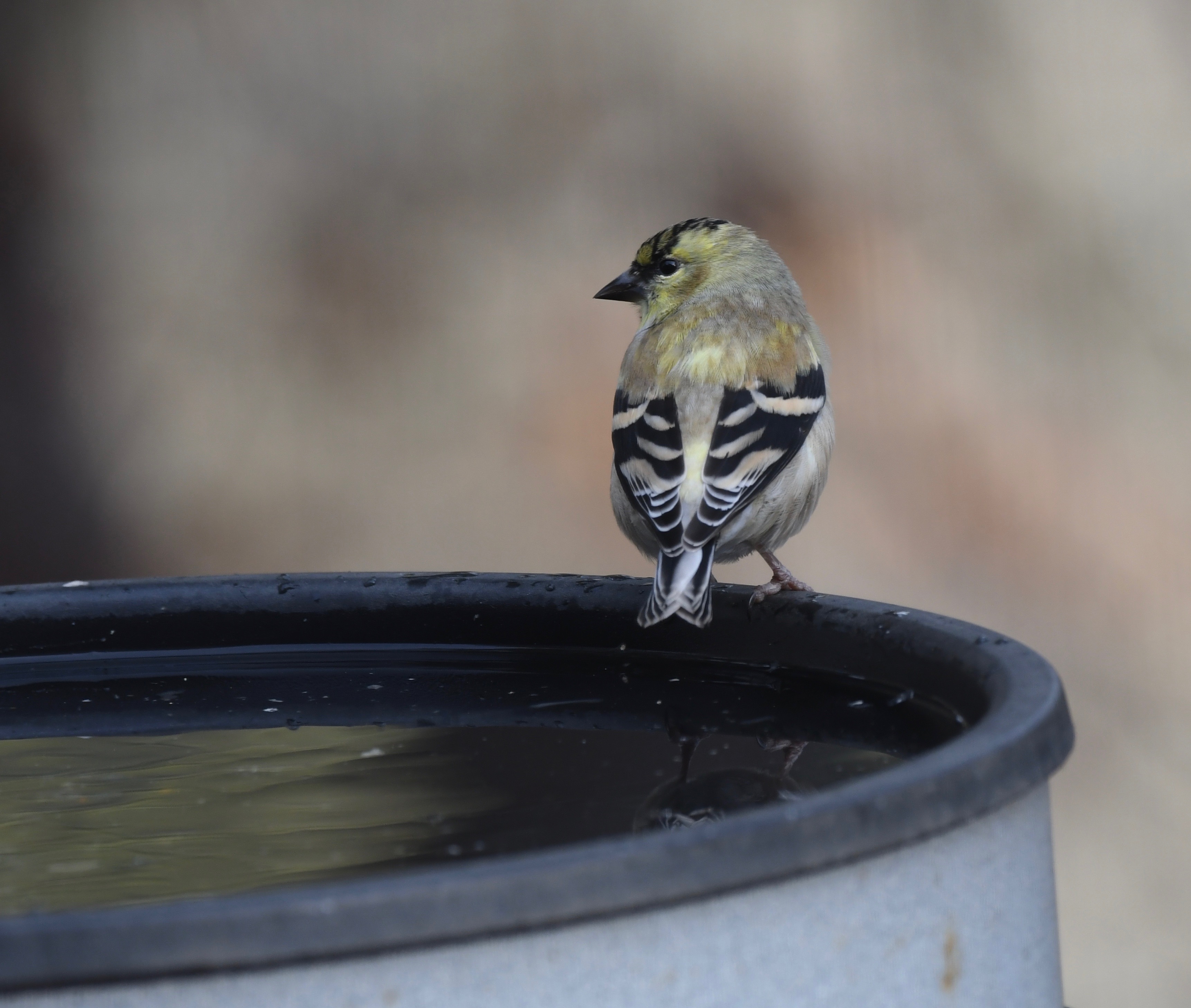 2019 water gold finch blog
