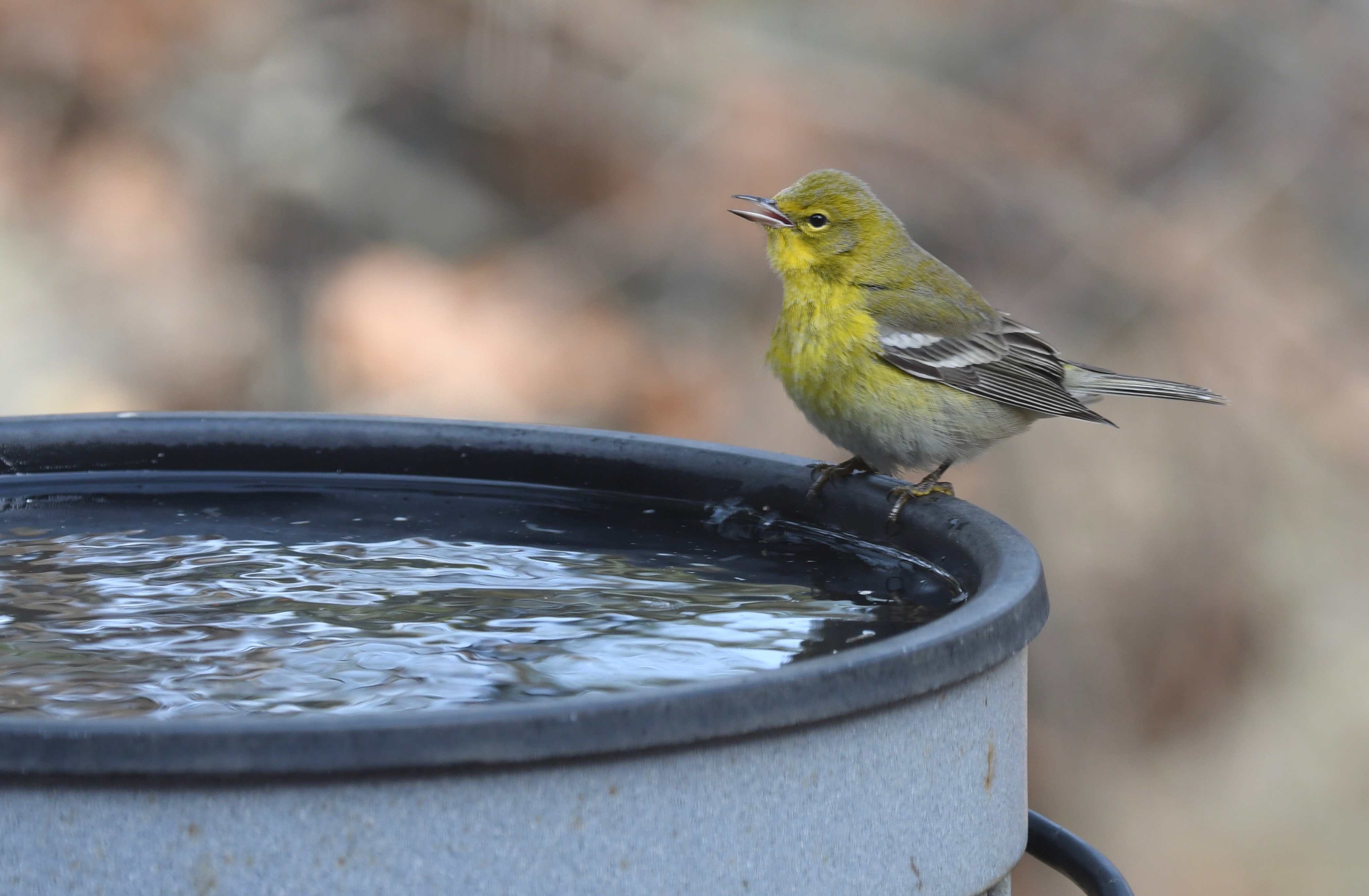 2019 water pine warbler blog