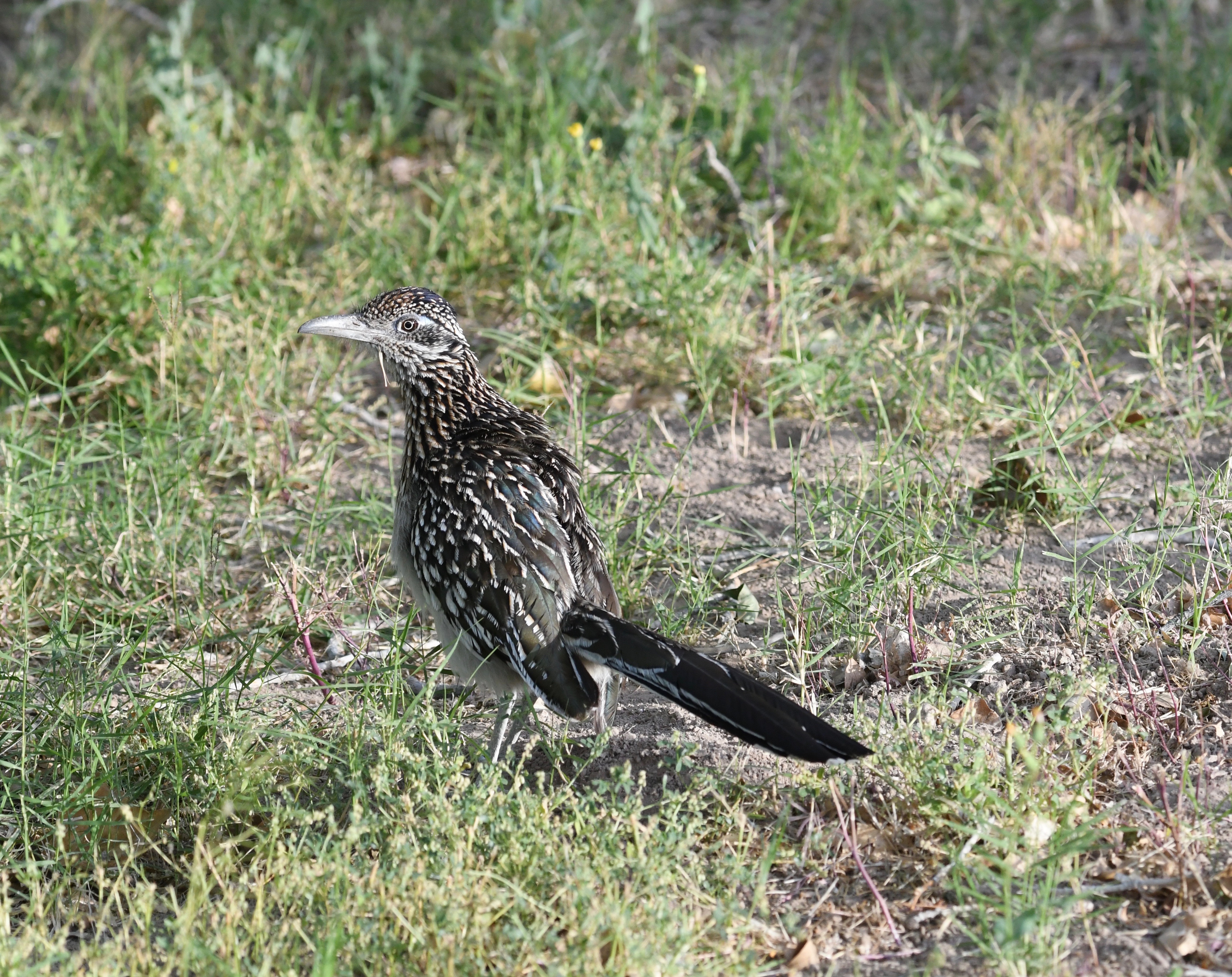 TX  2019 road runner